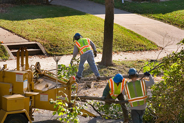 Best Grass Overseeding  in Mount Vernon, TX